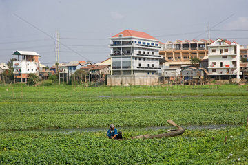 Phnom Penh  Kambodscha  ein Mann erntet Wasserspinat auf einer Plantage
