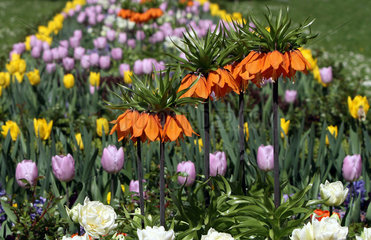 Berlin  Deutschland  Blumenbeet mit Kaiserkronen und Tulpen