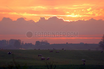 Neu Kaetwin  Deutschland  Schafe bei Sonnenuntergang auf einer Weide