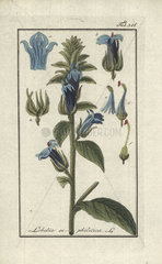 Great blue lobelia from Zorn's Icones Plantarum Medicinalium  Amsterdam  1796.