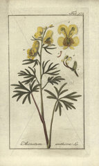 Yellow monkshood from Zorn's Icones Plantarum Medicinalium  Amsterdam  1796.