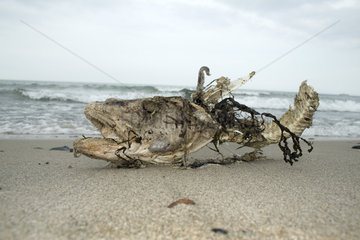 Toter Fisch am Strand