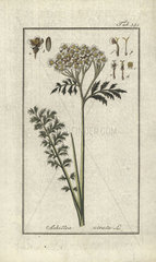 Black yarrow from Zorn's Icones Plantarum Medicinalium  Amsterdam  1796.