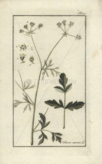 Bishop's weed from Zorn's Icones Plantarum Medicinalium  Amsterdam  1796.