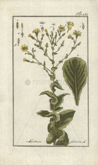 Lettuce from Zorn's Icones Plantarum Medicinalium  Amsterdam  1796.