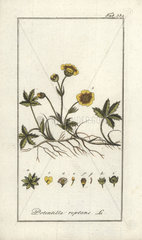 Creeping cinquefoil from Zorn's Icones Plantarum Medicinalium  Amsterdam  1796.
