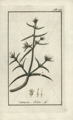 Russian thistle from Zorn's Icones Plantarum Medicinalium  Amsterdam  1796.
