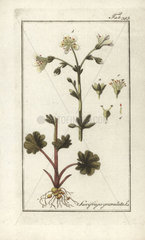 Meadow saxifrage from Zorn's Icones Plantarum Medicinalium  Amsterdam  1796.