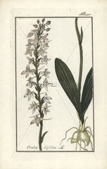 Lesser butterfly orchid from Zorn's Icones Plantarum Medicinalium  Amsterdam  1796.