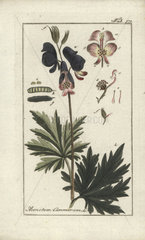 Monkshood from Zorn's Icones Plantarum Medicinalium  Amsterdam  1796.