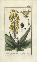 Rubble aloe from Zorn's Icones Plantarum Medicinalium  Amsterdam  1796.