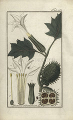 Thorn apple from Zorn's Icones Plantarum Medicinalium  Amsterdam  1796.