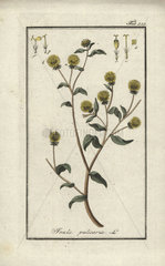 Lesser fleabane from Zorn's Icones Plantarum Medicinalium  Amsterdam  1796.