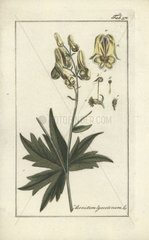 Wolfsbane from Zorn's Icones Plantarum Medicinalium  Amsterdam  1796.