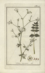 Stone parsley from Zorn's Icones Plantarum Medicinalium  Amsterdam  1796.