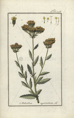 Sweet maudlin from Zorn's Icones Plantarum Medicinalium  Amsterdam  1796.
