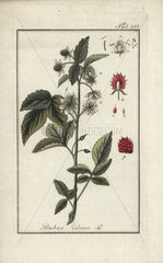 Raspberry from Zorn's Icones Plantarum Medicinalium  Amsterdam  1796.