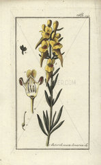 Toadflax from Zorn's Icones Plantarum Medicinalium  Amsterdam  1796.
