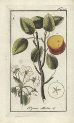 Crab apple from Zorn's Icones Plantarum Medicinalium  Amsterdam  1796.