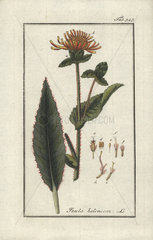 Elecampane from Zorn's Icones Plantarum Medicinalium  Amsterdam  1796.