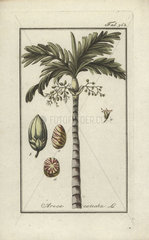 Areca palm tree from Zorn's Icones Plantarum Medicinalium  Amsterdam  1796.