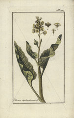 Rhubarb from Zorn's Icones Plantarum Medicinalium  Amsterdam  1796.