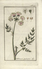 Marsh parsley from Zorn's Icones Plantarum Medicinalium  Amsterdam  1796.