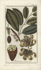 Cacao tree from Zorn's Icones Plantarum Medicinalium  Amsterdam  1796.