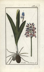 Military orchid from Zorn's Icones Plantarum Medicinalium  Amsterdam  1796.