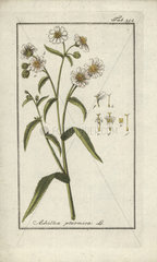 Sneezewort from Zorn's Icones Plantarum Medicinalium  Amsterdam  1796.