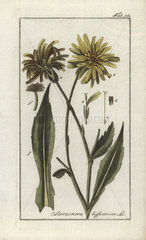 Black salsify from Zorn's Icones Plantarum Medicinalium  Amsterdam  1796.