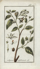 Styrax from Zorn's Icones Plantarum Medicinalium  Amsterdam  1796.