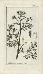 Noble yarrow from Zorn's Icones Plantarum Medicinalium  Amsterdam  1796.