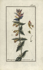 Wood cow-wheat from Zorn's Icones Plantarum Medicinalium  Amsterdam  1796.