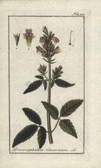 Canary balm of Gilead from Zorn's Icones Plantarum Medicinalium  Amsterdam  1796.