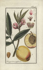 Peach tree from Zorn's Icones Plantarum Medicinalium  Amsterdam  1796.