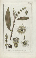 Cajeput or tea tree from Zorn's Icones Plantarum Medicinalium  Amsterdam  1796.