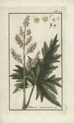 Turkish rhubarb from Zorn's Icones Plantarum Medicinalium  Amsterdam  1796.