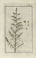 Opposite leaved saltwort from Zorn's Icones Plantarum Medicinalium  Amsterdam  1796.