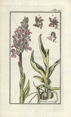 Green-winged orchid from Zorn's Icones Plantarum Medicinalium  Amsterdam  1796.