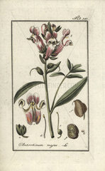Snapdragon from Zorn's Icones Plantarum Medicinalium  Amsterdam  1796.