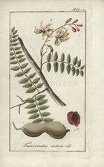 Tamarind from Zorn's Icones Plantarum Medicinalium  Amsterdam  1796.