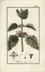 Black horehound from Zorn's Icones Plantarum Medicinalium  Amsterdam  1796.