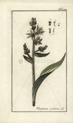 False helleborine from Zorn's Icones Plantarum Medicinalium  Amsterdam  1796.