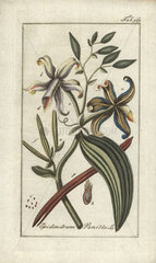 Vanilla orchid from Zorn's Icones Plantarum Medicinalium  Amsterdam  1796.