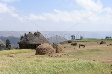 Mangudo  Aethiopien  Huette und Feld im Hochland