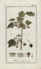 Blackcurrant from Zorn's Icones Plantarum Medicinalium  Amsterdam  1796.