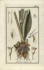 Turmeric from Zorn's Icones Plantarum Medicinalium  Amsterdam  1796.