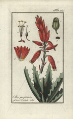Fynbos aloe from Zorn's Icones Plantarum Medicinalium  Amsterdam  1796.
