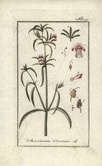 Weasel's snout from Zorn's Icones Plantarum Medicinalium  Amsterdam  1796.